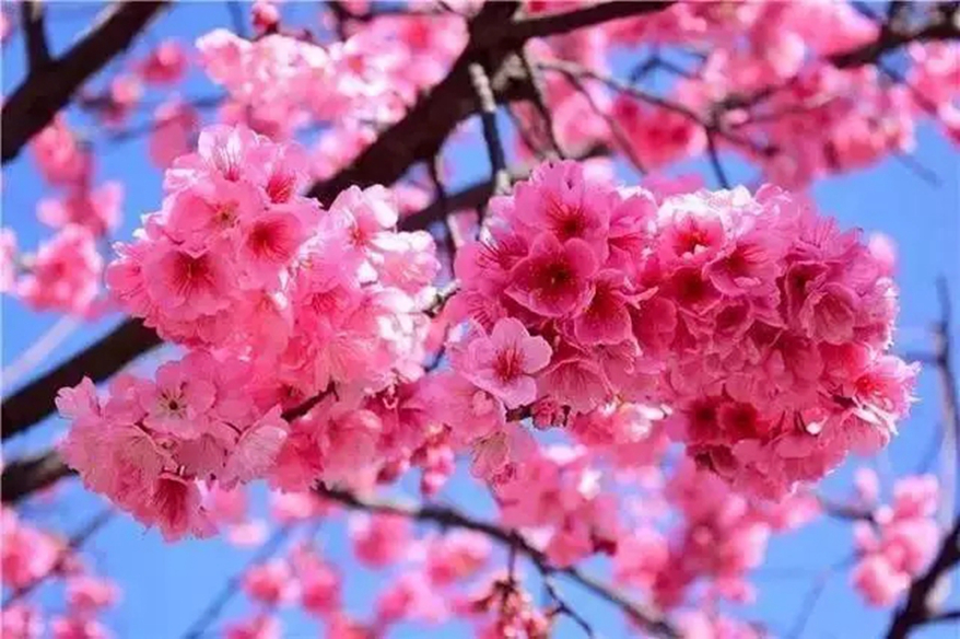 别去日本了三月大理的樱花已盛开简直美醉了